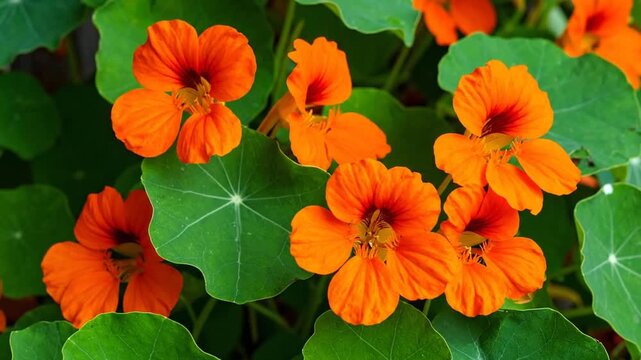 Vibrant Orange Nasturtium Flowers Blooming in Lush Greenery