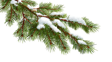 Obraz premium Christmas tree branch with snow on white background Stock Illustration white background 