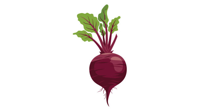 A fresh, whole beetroot with vibrant green leaves and a healthy taproot, depicted in a clear, isolated illustration.