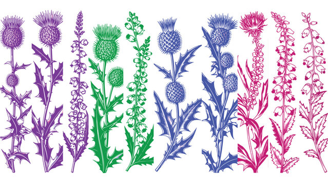Colorful hand-drawn botanical collection of Scottish thistle and heather flowers in purple, green, blue, and magenta.