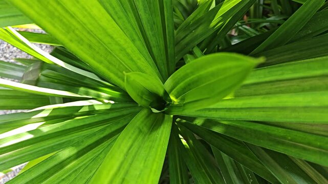 Pandanus leaves for natural interior decoration