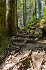 Intense green forest trail with natural lighting and gravel floor Capilano park North Vancouver, British Columbia, Canada