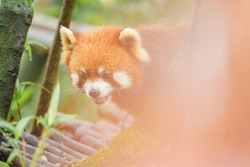 Naklejka premium Cute Red Panda, Ailurus fulgens or lesser panda in forest at Chengdu Panda Breeding Research Center Dujiangyan. landmark and popular for tourists attractions in Chengdu, China. Travel and Vacation