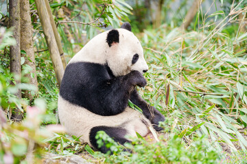 Naklejka premium Cute Giant Panda, Ailuropoda melanoleuca or panda bear in forest at Chengdu Panda Breeding Research Center Dujiangyan. landmark and popular for tourists attractions in Chengdu, China.