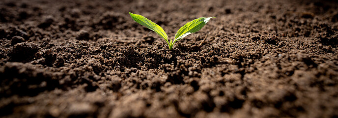 Young flower plant in soil humus on a green nature background. Planting sprout in soil. Farming in spring. Sprout plant growing. Young plant springing up out of the soil.