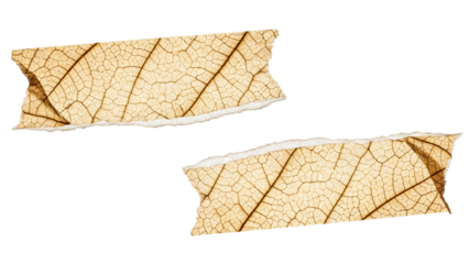 Two dried skeleton leaf banners with visible vein texture isolated on transparent background