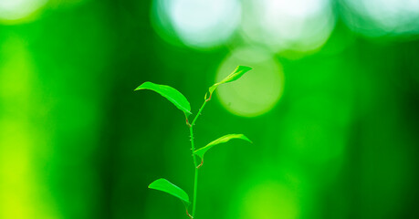 Green nature background. Backdrop with blurred green trees. Natural green leaf pattern.