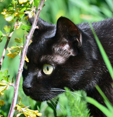 Black domestic cat hunting in the grass
