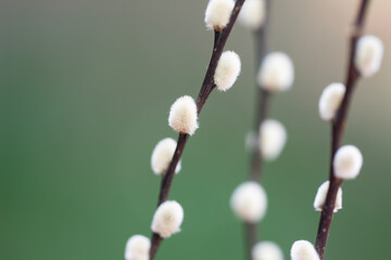 Fluffy willow catkins symbol of spring season. Soft pussy willow branch for Easter design. Willow catkins texture for spring background. Spring floral wallpaper with pussy willow branches. © Volodymyr