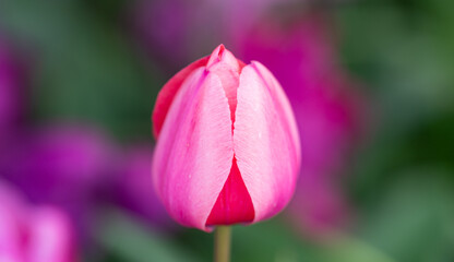 Obraz premium Tulips blooming in a flowers field. Spring banner. Pink tulips in a green meadow. Spring season background. Tulips wallpaper. Mothers day banner. Tulips with vivid natural red colors.