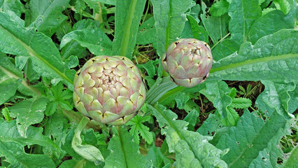 Deux artichauts en pleine croissance.