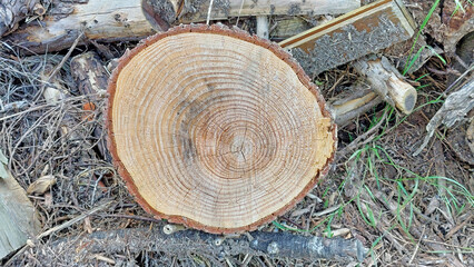 Coupe transversale d'un tronc d'arbre. Les cercles de croissance permettent de d&eacute;terminer son &acirc;ge.