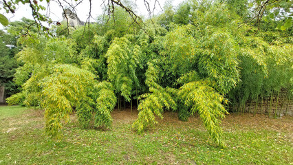 Bosquet de bambous géants. Certains plient sous le poids de leur feuillage.