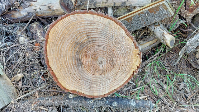 Coupe transversale d'un tronc d'arbre. Les cercles de croissance permettent de d&eacute;terminer son &acirc;ge.