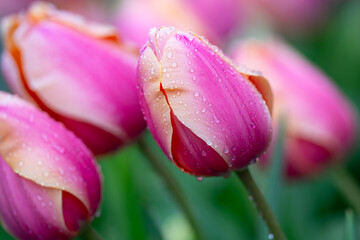 Blooming flower landscape close up. Tulips on spring background close up. Tulip bud close up macro. Natural tulip blossom field close up.