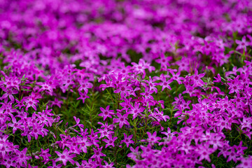 Obraz premium Moss phlox. Blossom flowers background. Spring background. Natural bloom floral background. Blossoming flowers. Spring blooming template. Flowers texture for spring design. Blossom background.