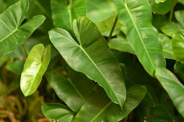 Extremely close up shot of Philodendron Burle Marx © mhafizabidi