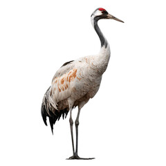 Fototapeta premium Elegant common crane standing tall, showcasing its beautiful plumage and graceful posture in nature photography, perfect for wildlife enthusiasts