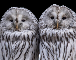 Polar owl in the zoo close-up.
