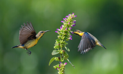 Male sunbirds feeding on nectar. Close up selective focus. Birds in action.