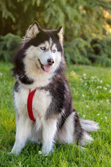 Siberian Husky on the grass i