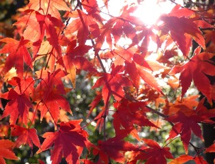 赤いモミジの秋色背景3