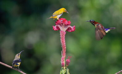 Sunbird male hovering and sucking nectar from flowers, the oriental white eye looks on perched on the flower. Selective focus