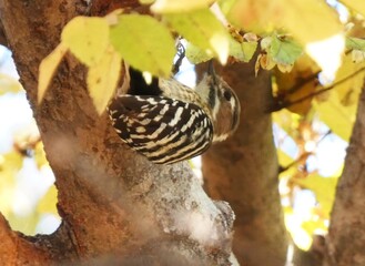 紅葉した幹を突くコゲラ