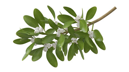 3D mistletoe branch with glossy green leaves and white berries