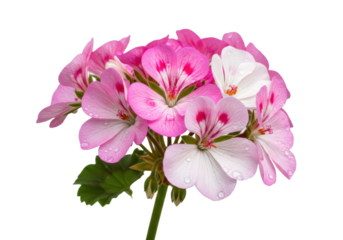 A close-up macro of vibrant fuchsia and white Geranium flowers with green foliage, dewdrops, and visible anthers, isolated on a transparent background with copy space for text. Concept of natural