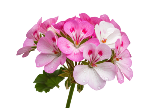 A close-up macro of vibrant fuchsia and white Geranium flowers with green foliage, dewdrops, and visible anthers, isolated on a transparent background with copy space for text. Concept of natural