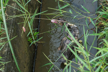 A duckling swims in the water of a small ditch with concrete walls, its feathers stick together because it is soaked in a natural, damp atmosphere and a spontaneous impression of the wild life around 