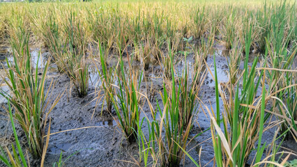 Closeup of rice plants growing in a muddy and waterlogged paddy field