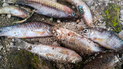 Obraz premium Close up of several deceased fish bodies