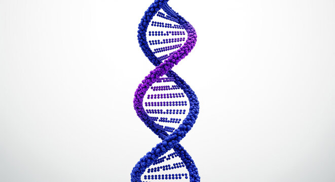 DNA molecule helix on a white background, with blue and purple strands forming the double helix structure, science and medicine concept, 3D rendering.