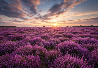 Vast expanse of vibrant purple heather blooming under a warm summer sky, creating a peaceful and colorful natural landscape ,heath ,outdoors ,countryside