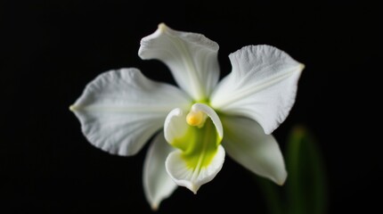 Fototapeta premium Delicate white orchid bloom with green center against a dark background