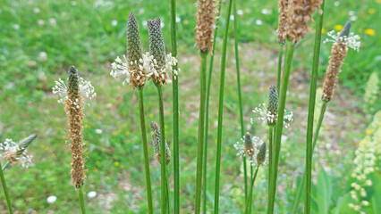 Plantain, plante herbac&eacute;e.