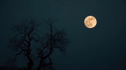 Full moon shines brightly in the dark night sky over a silhouetted tree