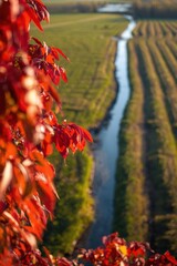Autumn vineyard with a winding river and vibrant red foliage