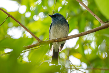 Blue Songbird Perched on Branch in Tropical Forest