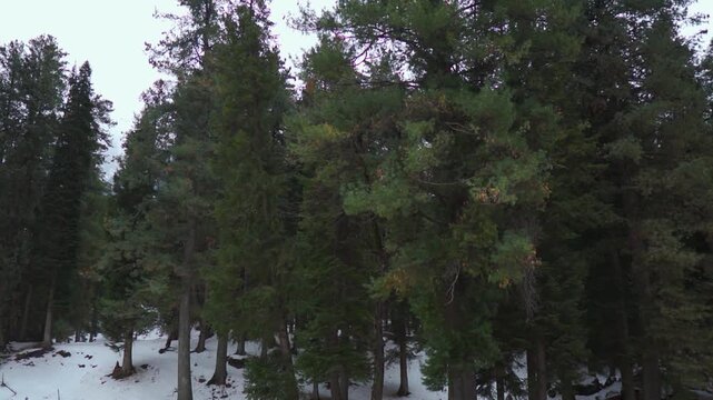 Wide angle shot of Pine tree forest during the winter season as seen from Betaab Valley near Pahalgam in Jammu and Kashmir, India. Scenic view of forest in the Himalayas during winter. 