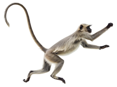Gray langur monkey leaping with arms outstretched against a transparent background