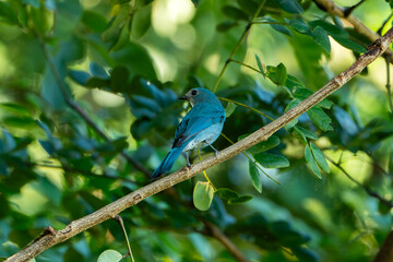 Verditer flycatcher perched on a thin branch with soft green bokeh background in tropical forest. Beautiful small blue songbird wildlife scene from Southeast Asia, Cambodia. Nature and bird photograph