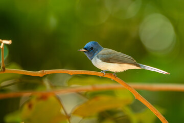 Verditer flycatcher perched on a thin branch with soft green bokeh background in tropical forest. Beautiful small blue songbird wildlife scene from Southeast Asia, Cambodia. Nature and bird photograph