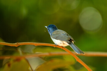 Verditer flycatcher perched on a thin branch with soft green bokeh background in tropical forest. Beautiful small blue songbird wildlife scene from Southeast Asia, Cambodia. Nature and bird photograph