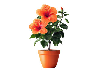 Obraz premium Vibrant orange hibiscus plant with two open blooms and green leaves in a clay pot
