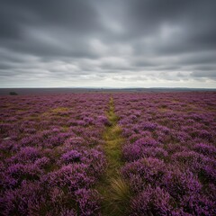 Vast moorland expanse blanketed in vibrant purple heather under a crisp autumn sky. Evokes peaceful wilderness and seasonal beauty ,bloom ,tranquil ,outdoor