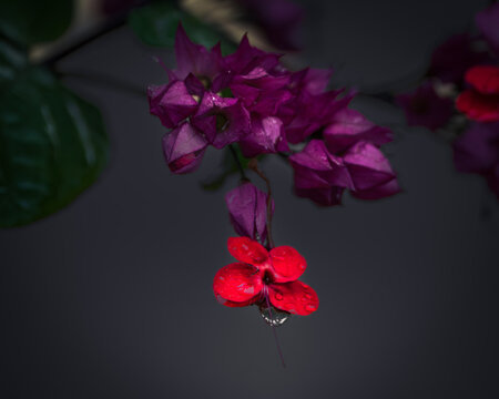 A close-up photograph of a vibrant red flower with water droplets hanging from the petals.