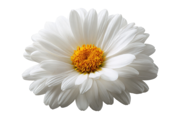 A bright, close-up of a white daisy with a yellow center, isolated on black